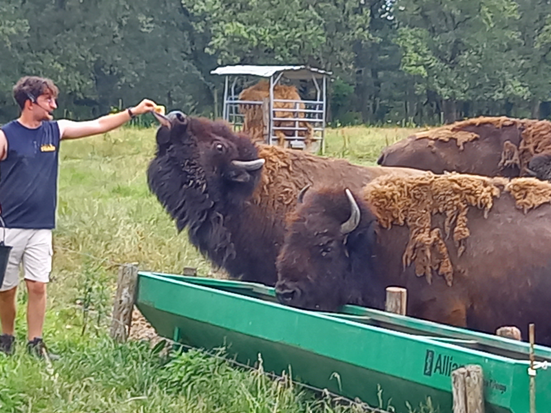 LES BISONS