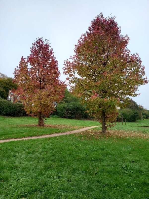 Duo d 'automne