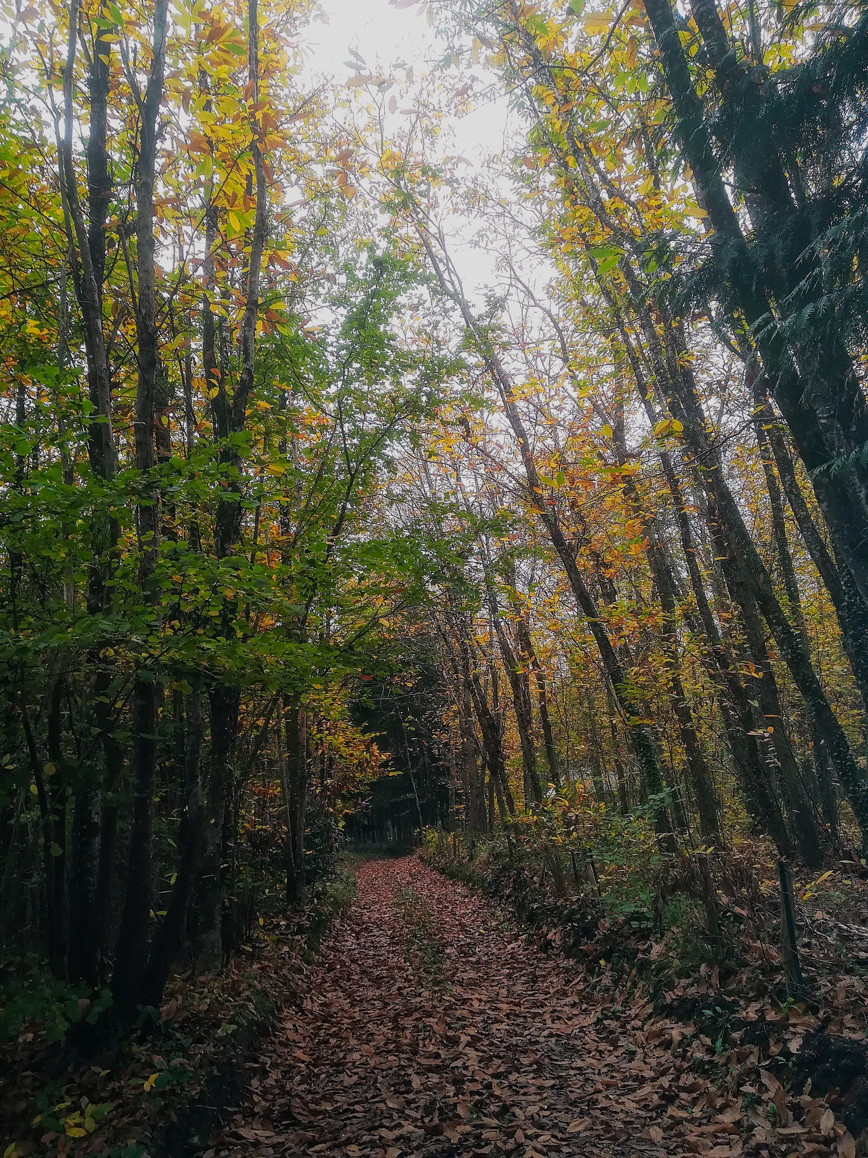 Le chemin de la vie