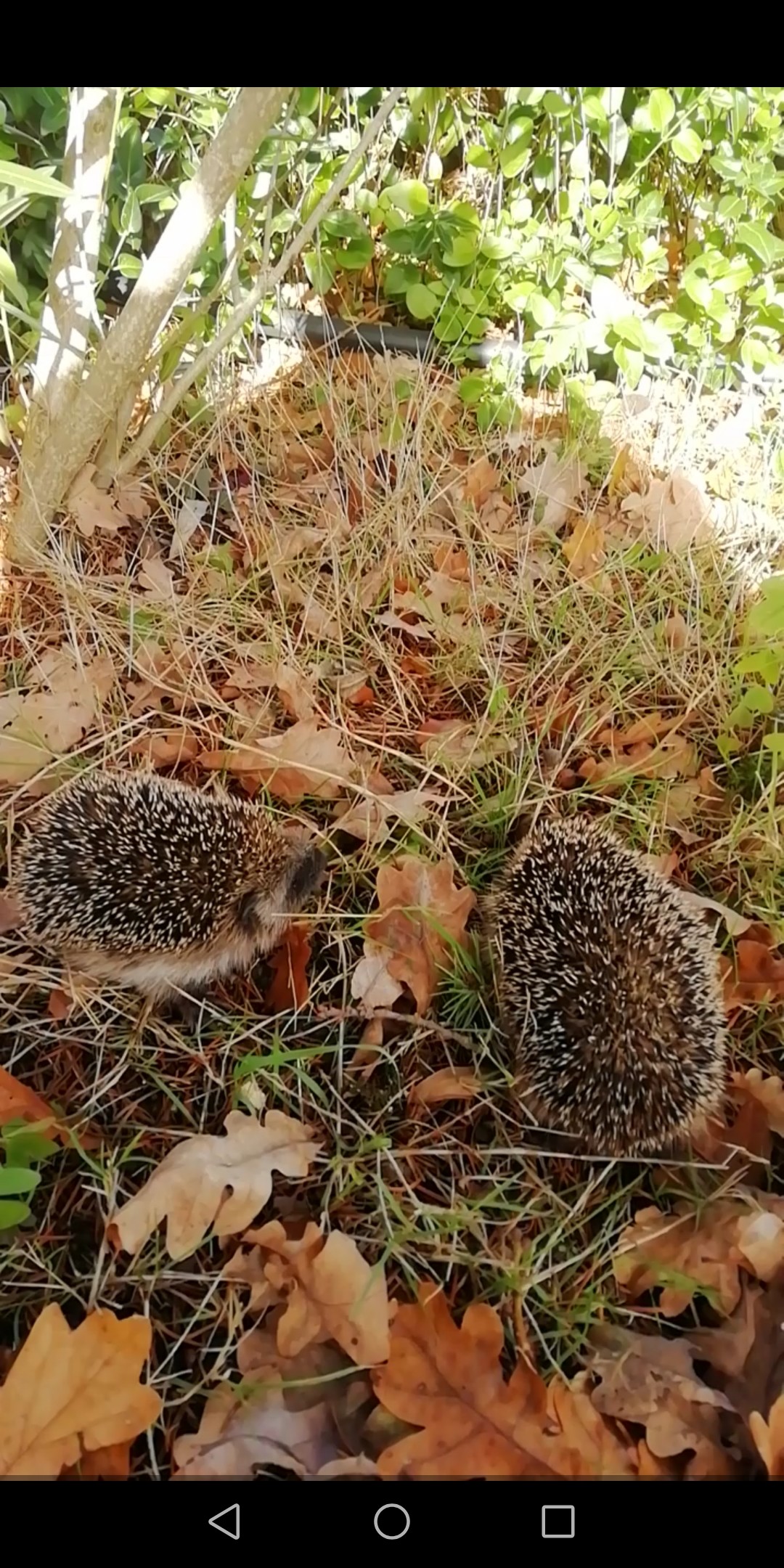 Les amis du sous bois