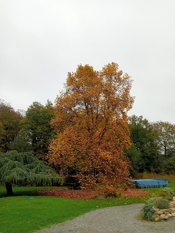 Les feuilles mortes se ramassent a ...