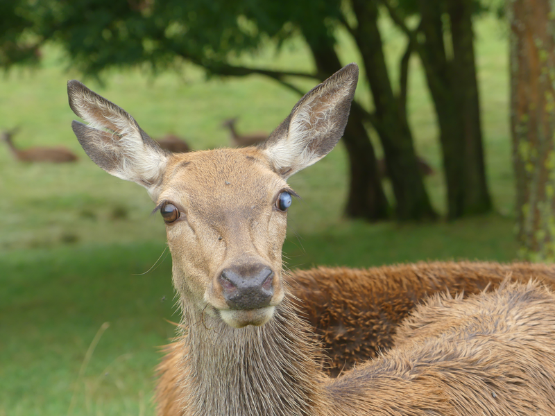 T' AS D'BEAUX YEUX !!!